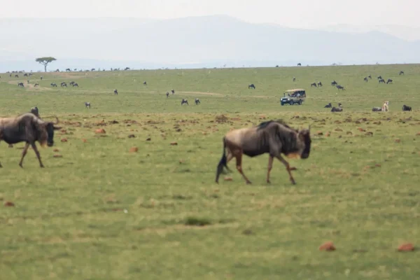 Planning Your First Kenya Safari