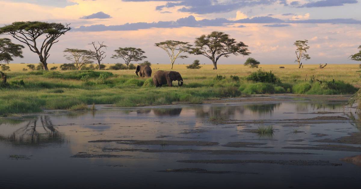 Worst/Best Time to Visit Tanzania, Zanzibar & Great Migration