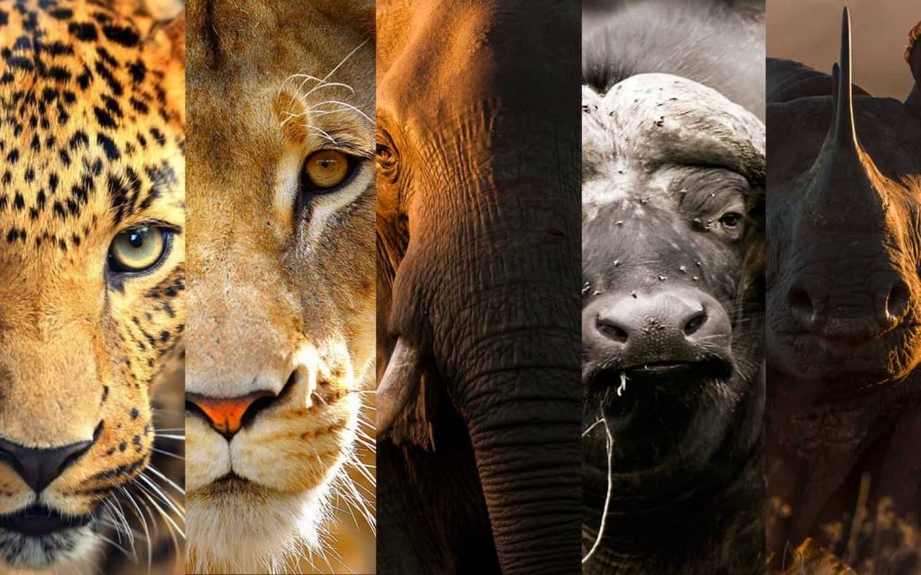 African Big Five animals in Masai Mara