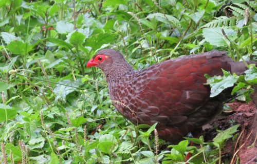 Albertine Rift Endemics