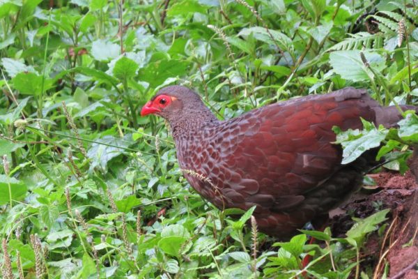 Albertine Rift Endemics