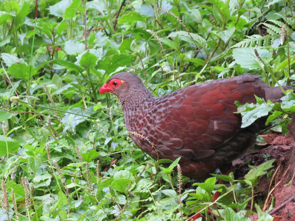 Albertine Rift Endemics