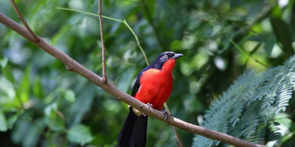 Bird Watching in Murchison falls national park