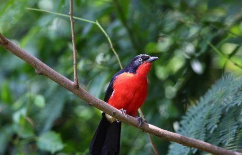 Bird Watching in Murchison falls national park