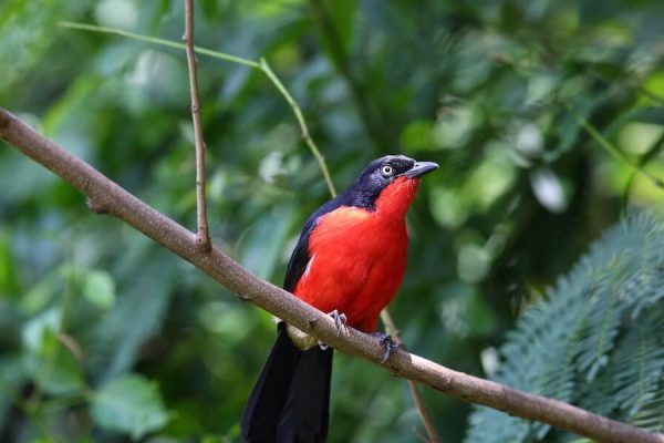 Bird Watching in Murchison falls national park