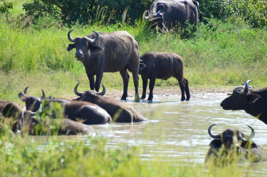 Buffaloes in Murchison Falls National Park