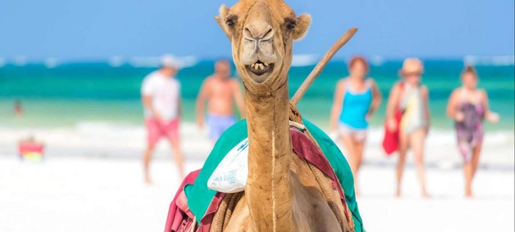 Family Safari Holiday with Kids in Zanzibar