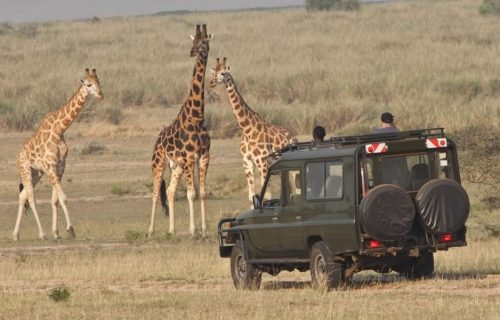 Game drive in Akagera National Park