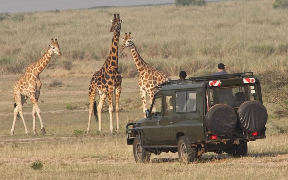 Game drive in Akagera National Park