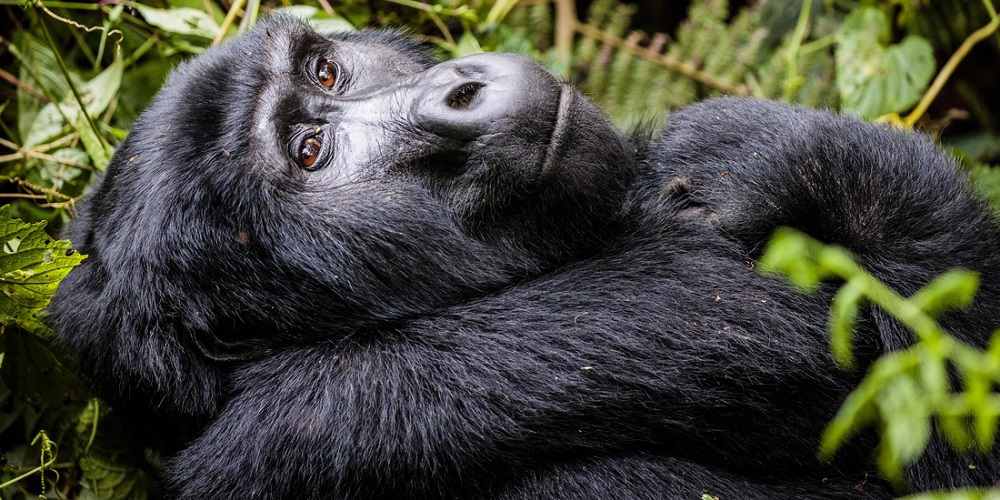 Gorilla Trekking in Bwindi National Park