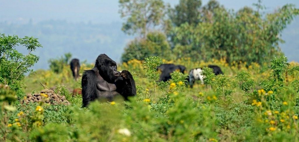 Kahuzi Biega National Park