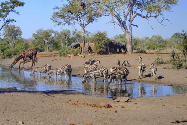 Kruger National Park, South Africa