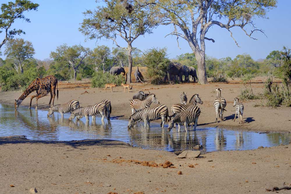 Kruger National Park, South Africa