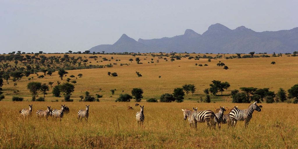 Wildlife viewing in Lake Mburo National Park