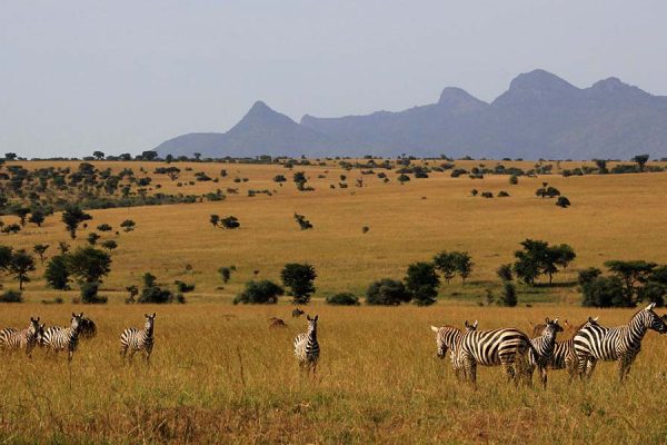 Wildlife viewing in Lake Mburo National Park Wildlife viewing in Lake Mburo National Park
