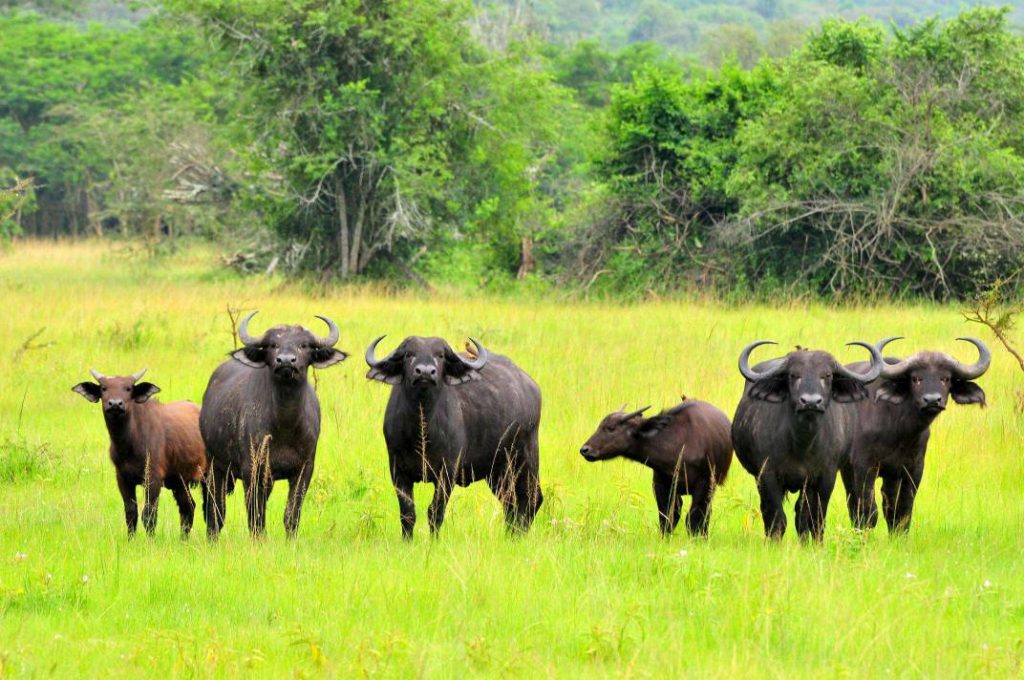 Lake Mburo National Park Uganda