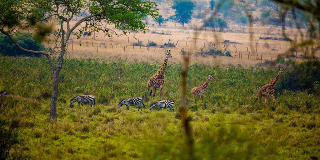 Rwanda Family Safari