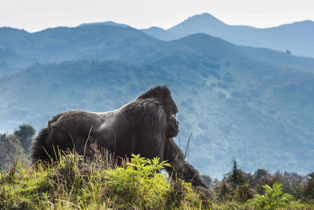 Rwanda National Parks