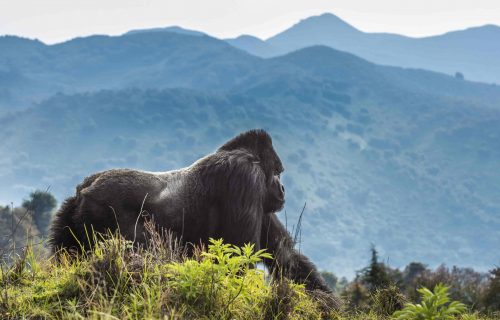 Rwanda National Parks