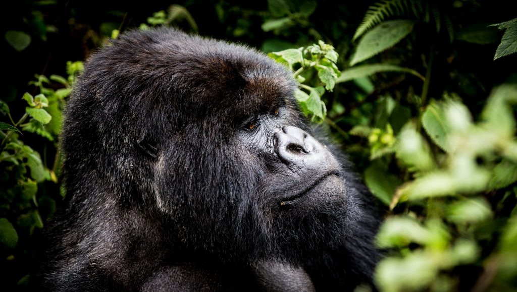 Rwanda Safari – Africa’s Most Accessible Gorilla Trekking