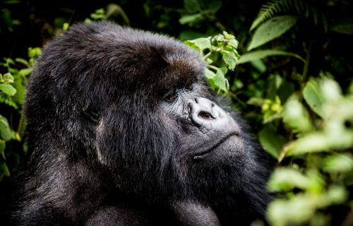 Rwanda Safari – Africa’s Most Accessible Gorilla Trekking