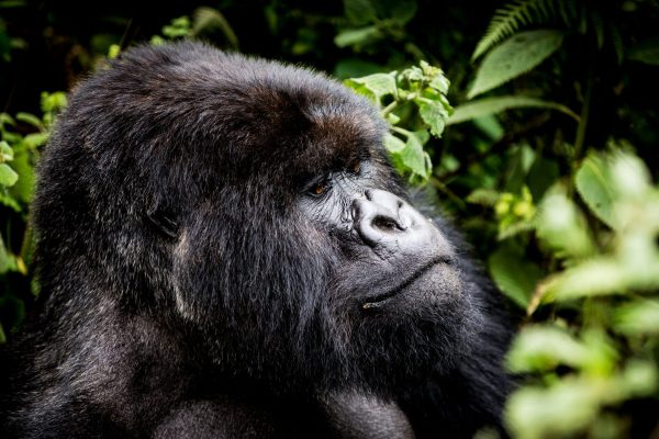 Rwanda Safari – Africa’s Most Accessible Gorilla Trekking