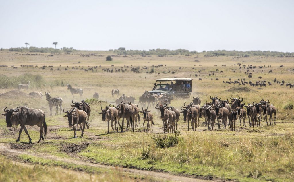 Wildlife in Masai Mara National Park