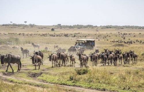Wildlife in Masai Mara National Park