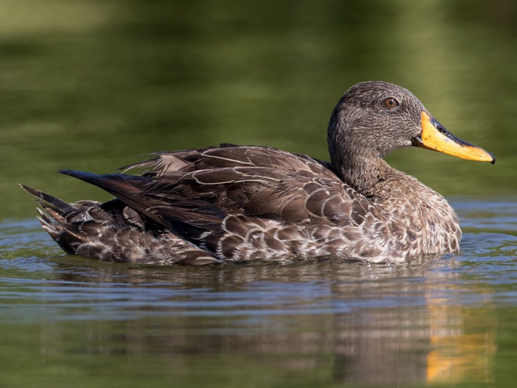 Yellow-billed Duck