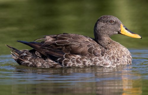 Yellow-billed Duck