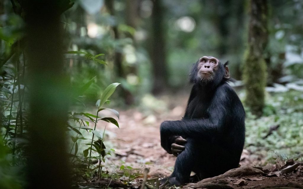 budongo forest chimp trekking