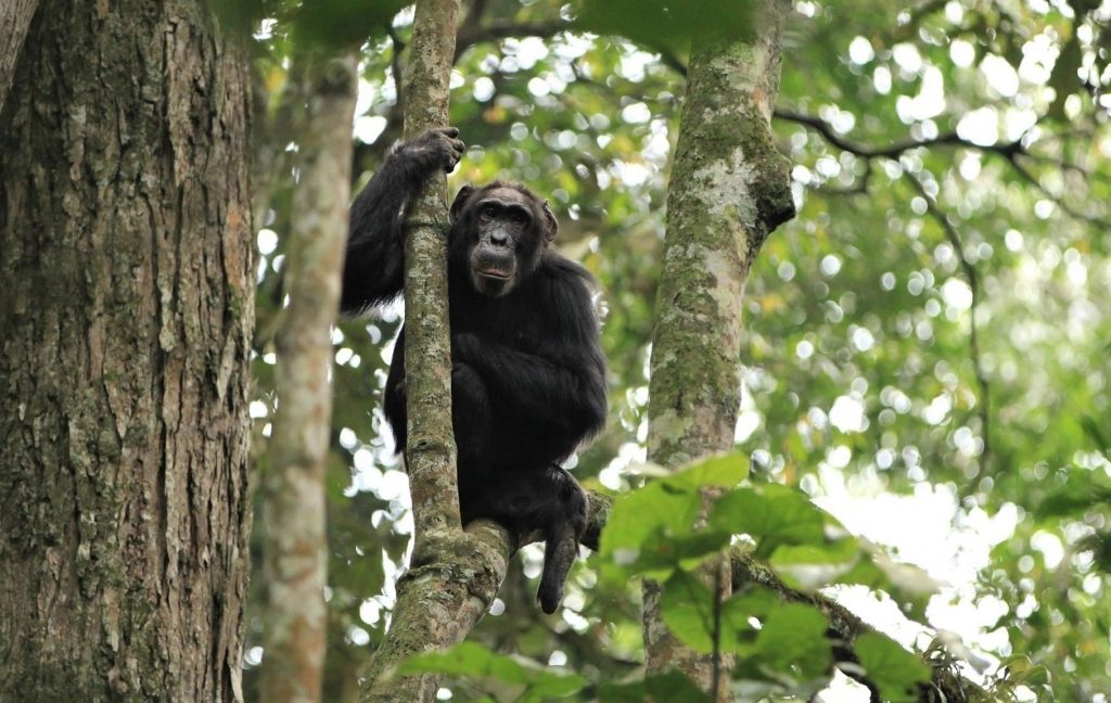 chimpanzee trekking Rwanda