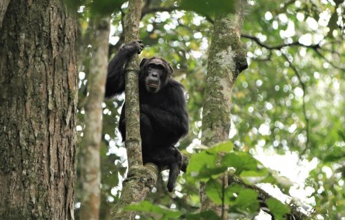 chimpanzee trekking Rwanda