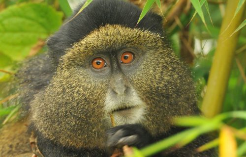 Golden Monkey Tracking in Rwanda