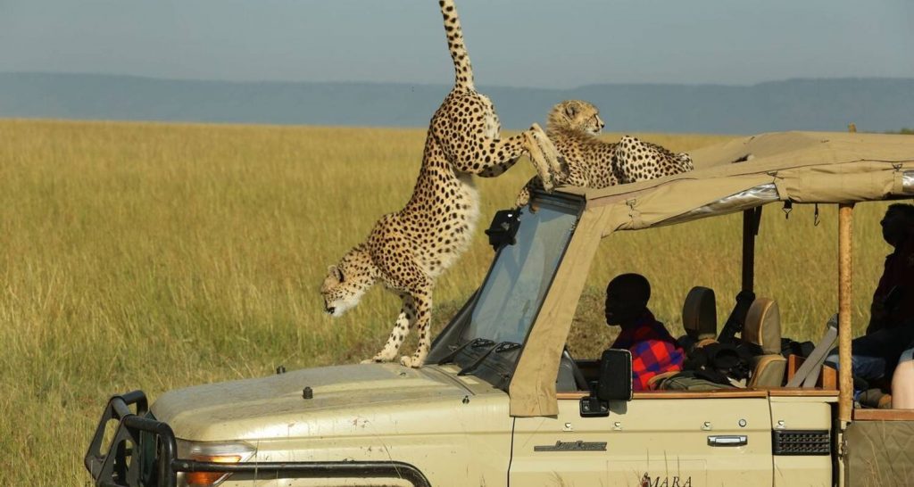 Wildlife Safari in Masai Mara Kenya