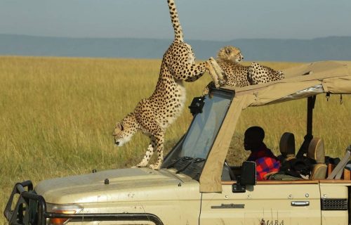 Wildlife Safari in Masai Mara Kenya