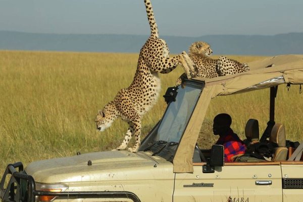 Wildlife Safari in Masai Mara Kenya