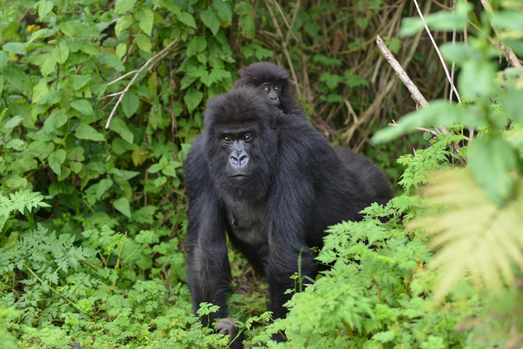 Gorilla Trekking in Mgahinga Gorilla National Park