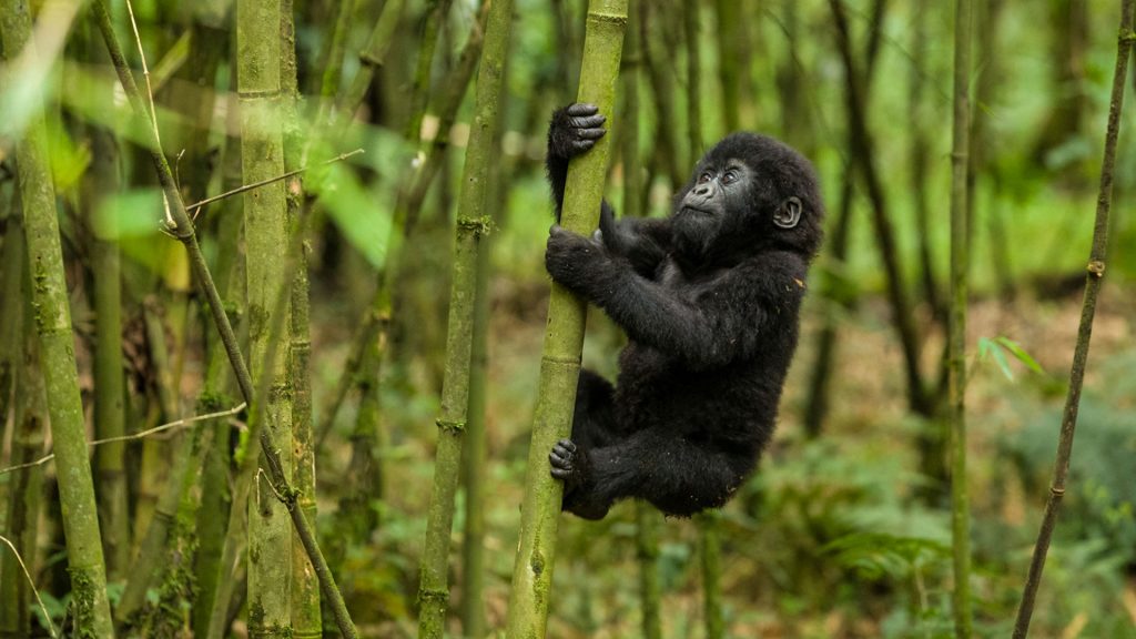 Gorillas in Mgahinga National Park