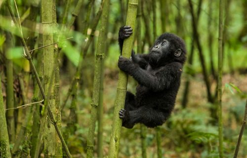 Gorillas in Mgahinga National Park