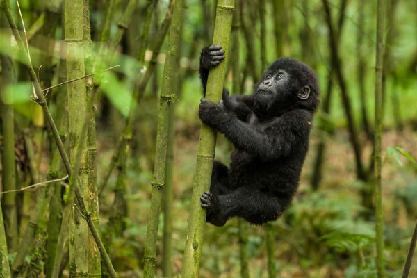 Gorillas in Mgahinga National Park