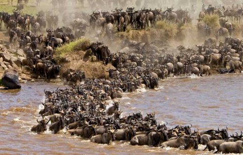 migration of wildebeest in masai mara