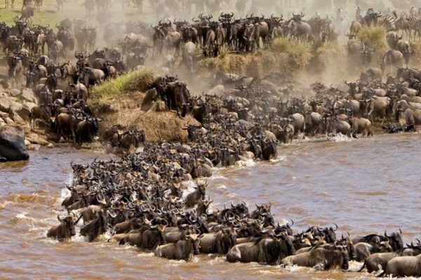 migration of wildebeest in masai mara