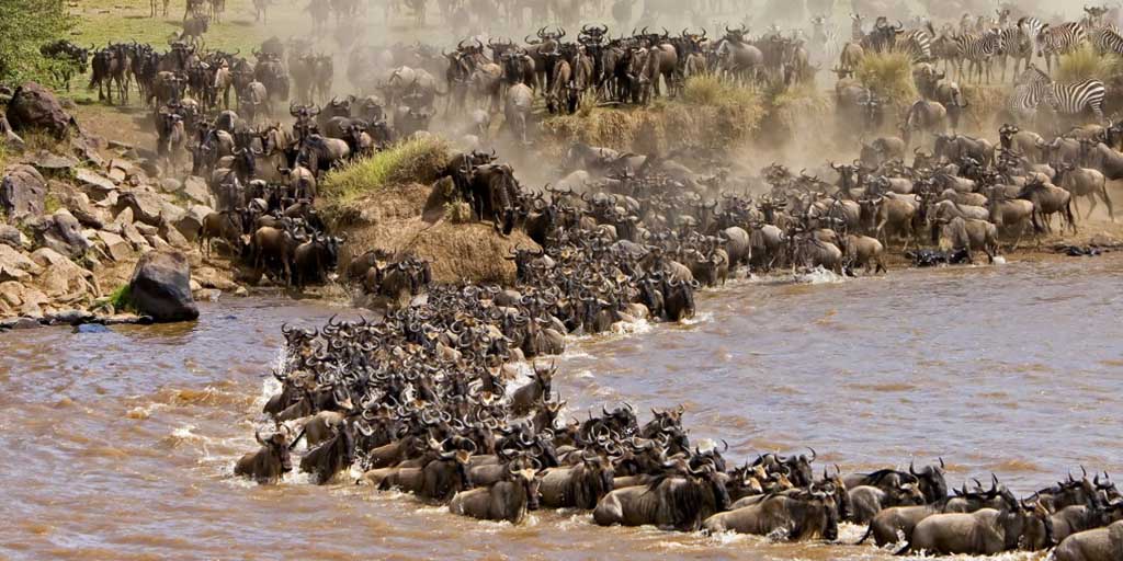 migration of wildebeest in masai mara