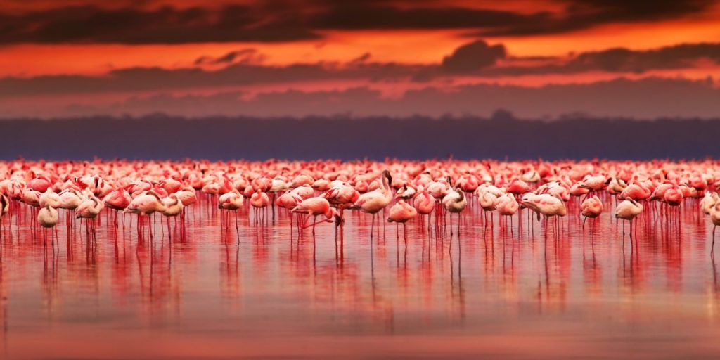 pink flamingos in Lake Nakuru National Park
