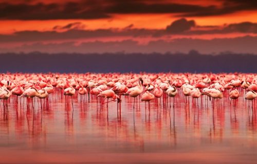 pink flamingos in Lake Nakuru National Park