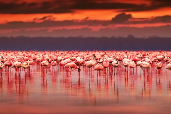 pink flamingos in Lake Nakuru National Park pink flamingos in Lake Nakuru National Park