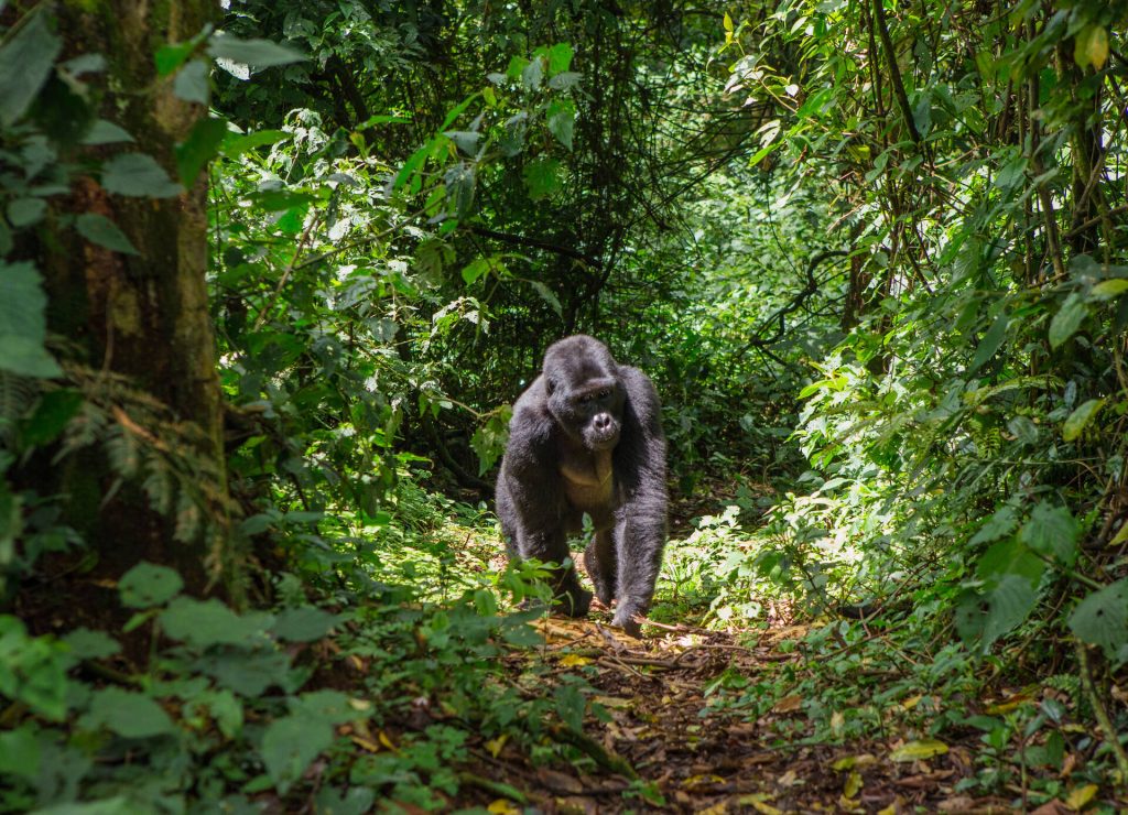 silverback gorilla Trekking