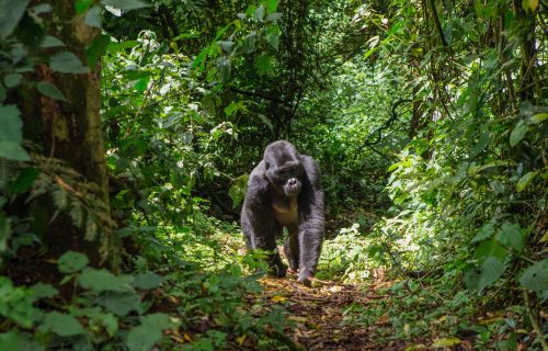 silverback gorilla Trekking