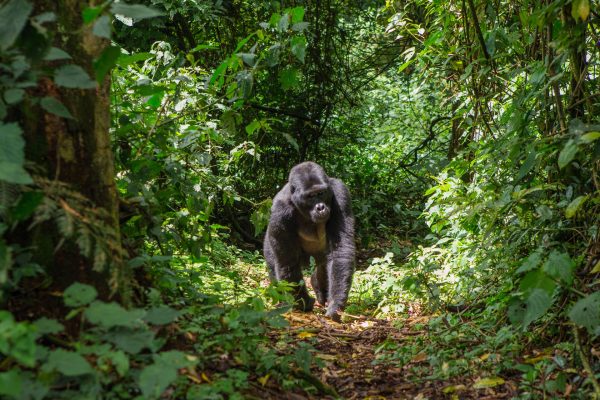 silverback gorilla Trekking